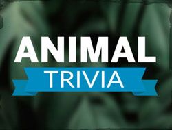 Animal Trivia