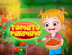 Baby Hazel Tomato Farming