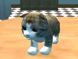 MY POCKET PETS KITTY CAT online game