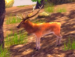 Deer Hunter