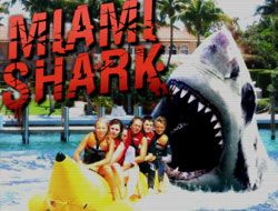 Miami Shark - SHARK ATTACK - Gameplay & Commentary [Free Flash